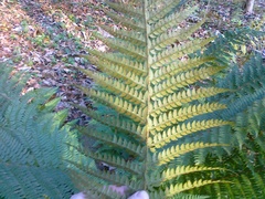 Polystichum aculeatum