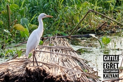 Bubulcus ibis