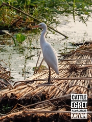Bubulcus ibis