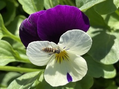 Sphaerophoria sulphuripes