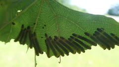 Waldheimia vitis
