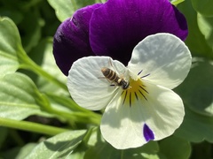 Sphaerophoria sulphuripes