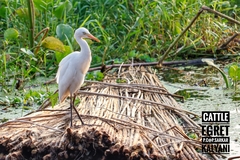 Bubulcus ibis
