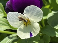 Sphaerophoria sulphuripes