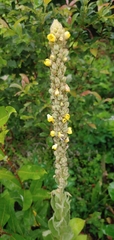 Verbascum thapsus