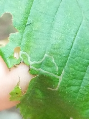 Caloptilia ostryaeella