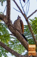 Dinopium benghalense