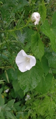 Calystegia sepium sepium
