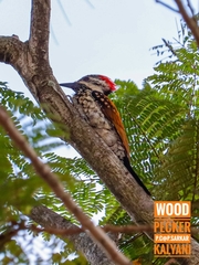 Dinopium benghalense