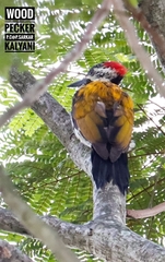 Dinopium benghalense