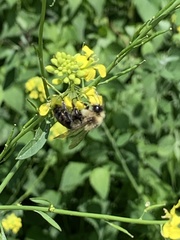 Bombus impatiens