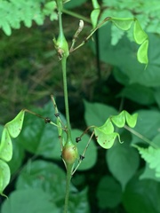 Neolasioptera desmodii