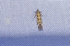 Aristotelia ericinella