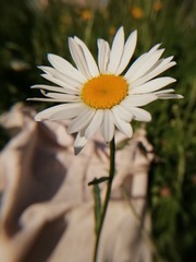 Leucanthemum vulgare