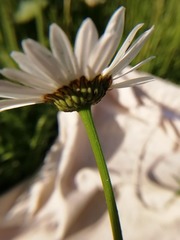 Leucanthemum vulgare