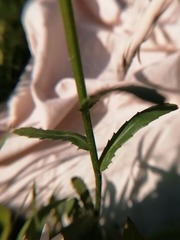 Leucanthemum vulgare