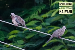 Streptopelia chinensis