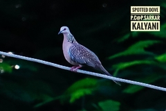 Streptopelia chinensis