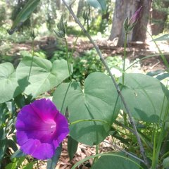 Ipomoea orizabensis