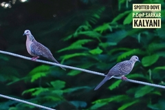 Streptopelia chinensis