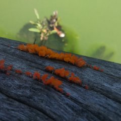 Fungi