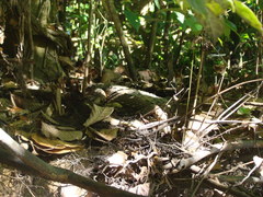 Paleosuchus trigonatus