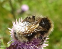 Bombus campestris