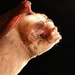 Ghost-faced Bat - Photo (c) Alex Borisenko, Biodiversity Institute of Ontario, some rights reserved (CC BY-NC-SA)