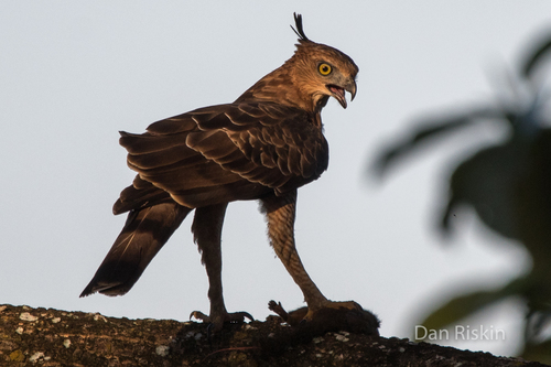 Nisaetus nanus