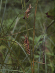 Carex exsiccata