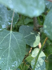 Dolichovespula alpicola