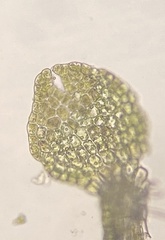 Odontoschisma francisci