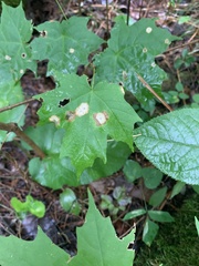 Acericecis ocellaris