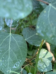 Dolichovespula alpicola