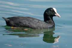Fulica atra