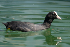 Fulica atra