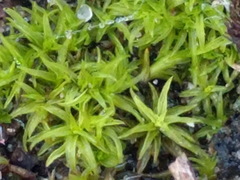 Tortella flavovirens