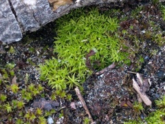 Tortella flavovirens