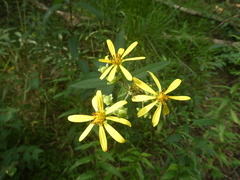 Silphium asteriscus trifoliatum