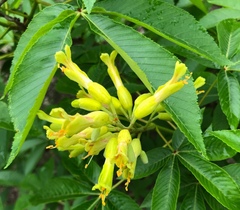 Aesculus pavia flavescens