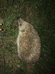 Erinaceus roumanicus