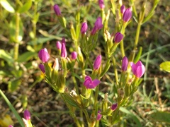 Centaurium littorale uliginosum
