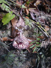 Aristolochia weddellii