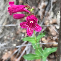 Penstemon triflorus