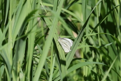 Pieris marginalis