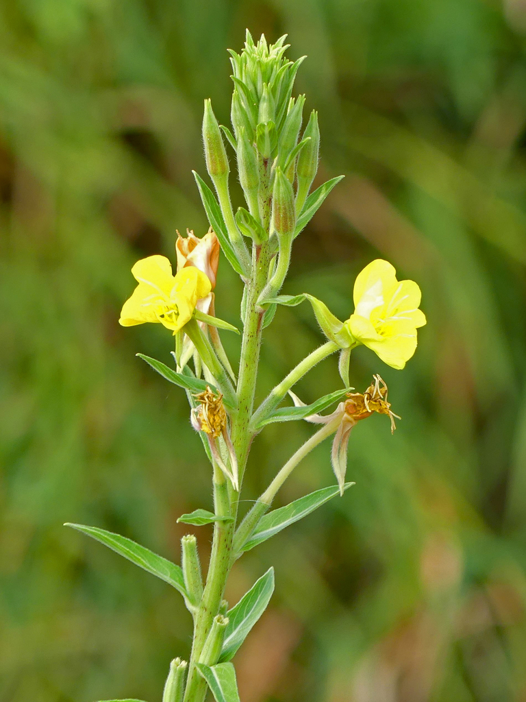 hairy evening primrose
