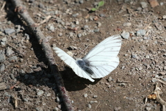 Pieris marginalis