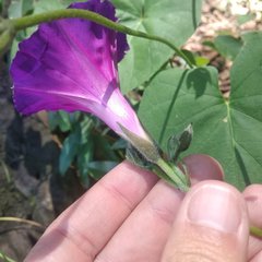 Ipomoea orizabensis