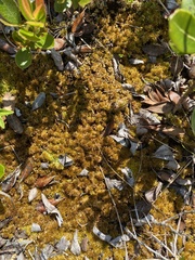 Sphagnum tenellum
