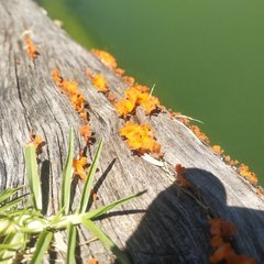 Fungi